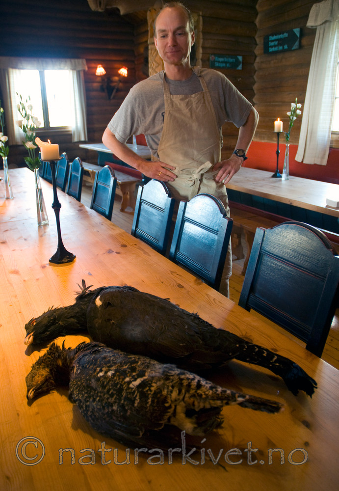 BB 09 0233 / Tetrao urogallus / Storfugl