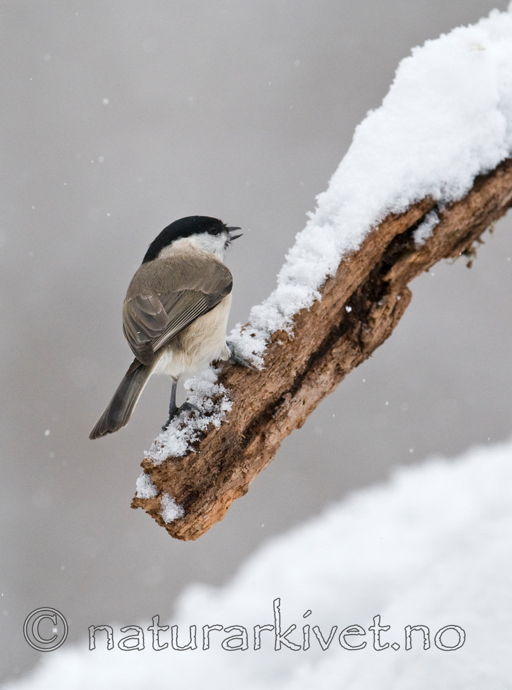 BB 09 0245 / Poecile palustris / Løvmeis