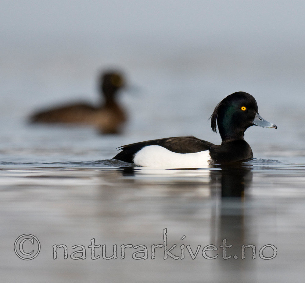 BB 09 0248 / Aythya fuligula / Toppand