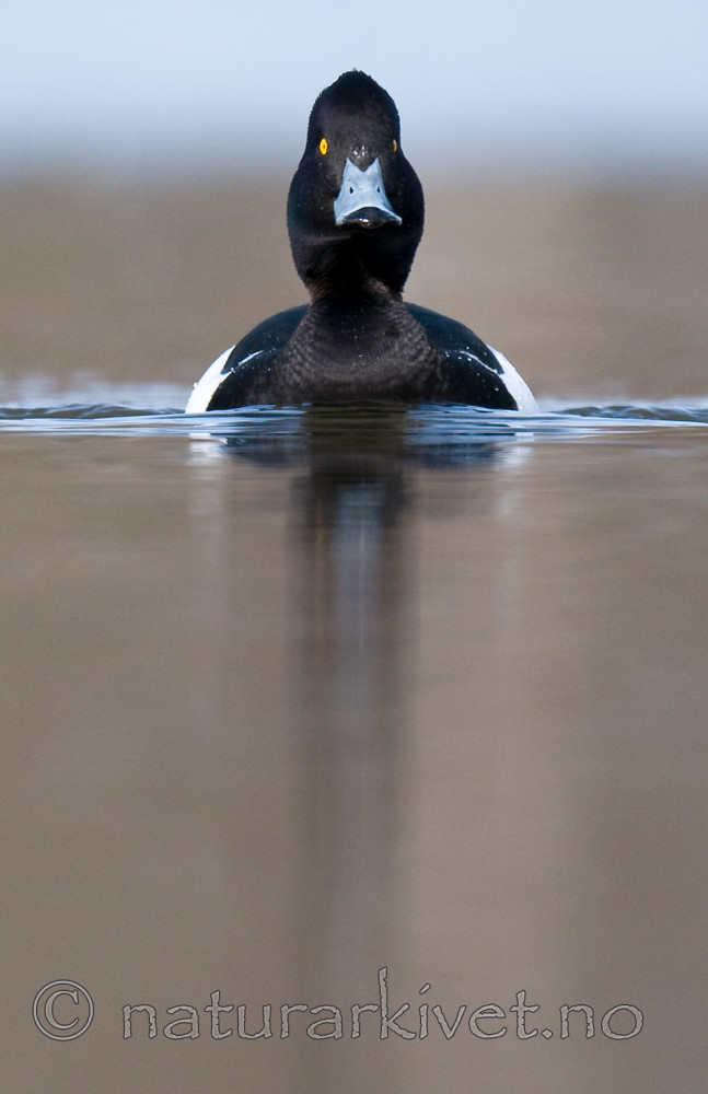 BB 09 0249 / Aythya fuligula / Toppand