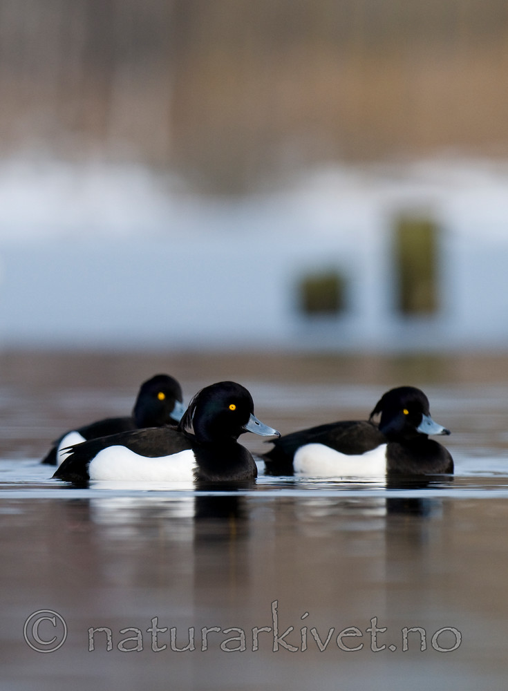 BB 09 0251 / Aythya fuligula / Toppand