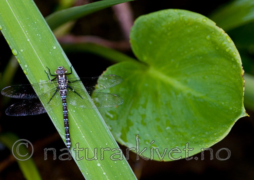 BB 09 0255 / Aeshna cyanea / Blågrønn øyenstikker <br /> Calla palustris / Myrkongle