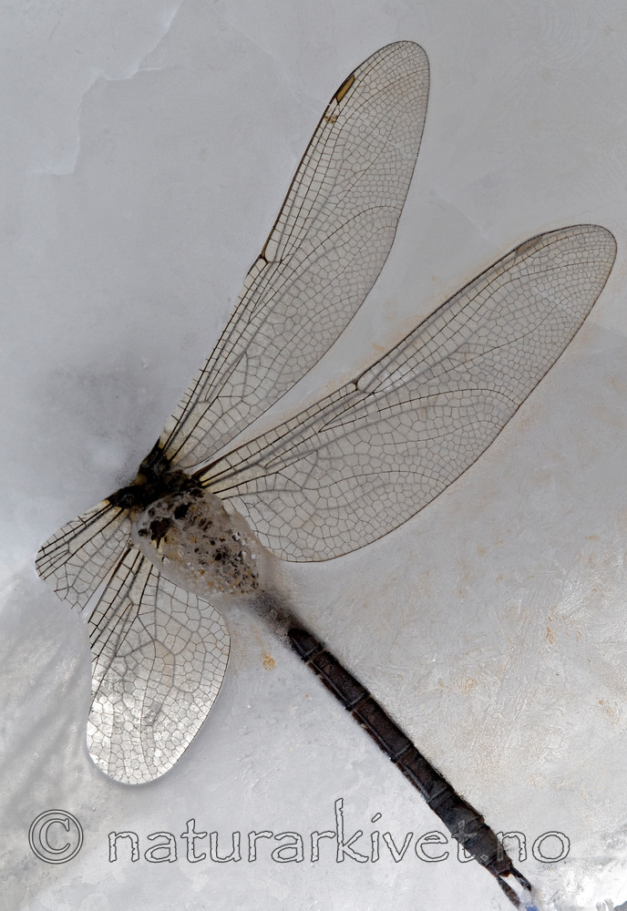 BB 09 0258 / Aeshna cyanea / Blågrønn øyenstikker