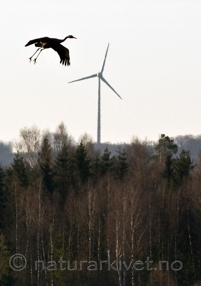 BB 09 0262 / Grus grus / Trane