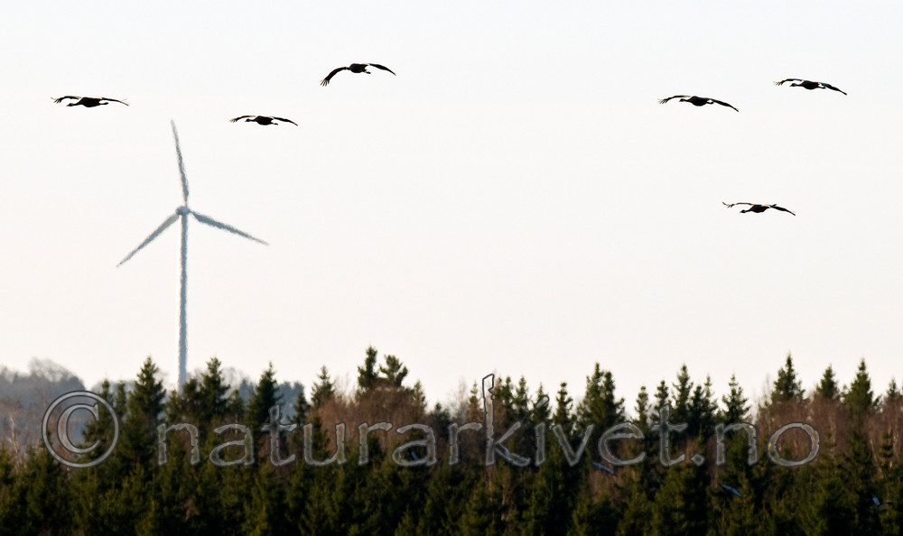 BB 09 0263 / Grus grus / Trane