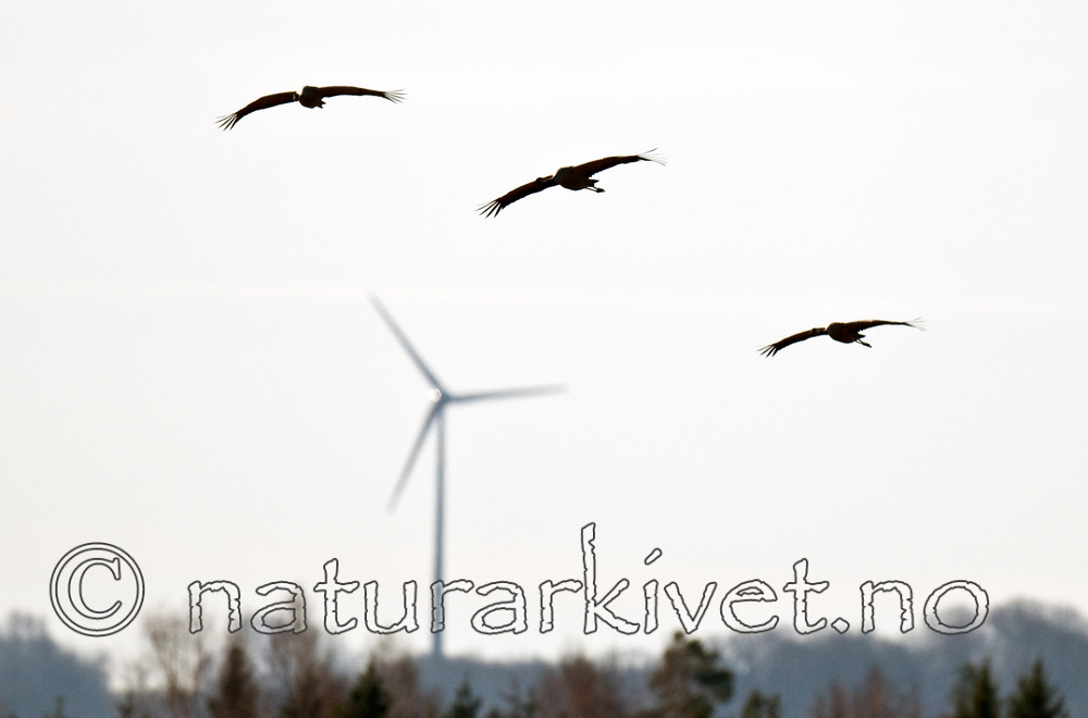 BB 09 0264 / Grus grus / Trane