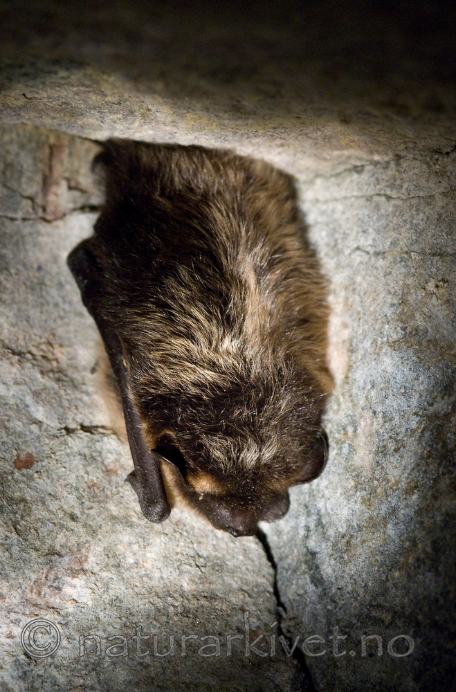 BB 09 0266 / Eptesicus nilssonii / Nordflaggermus