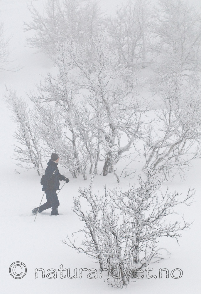BB 09 0275 / Betula pubescens tortuosa / Fjellbjørk
