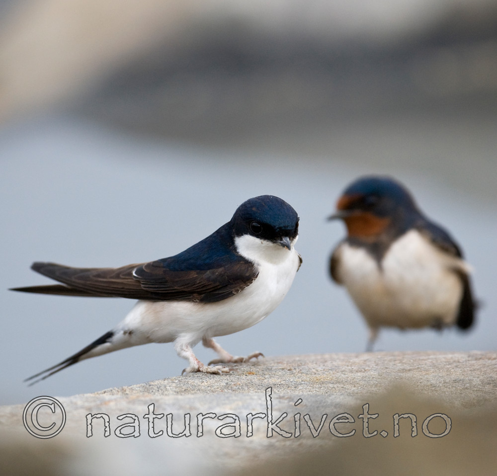 BB 09 0283 / Delichon urbicum / Taksvale <br /> Hirundo rustica / Låvesvale