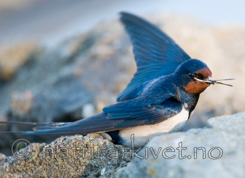 BB 09 0284 / Hirundo rustica / Låvesvale