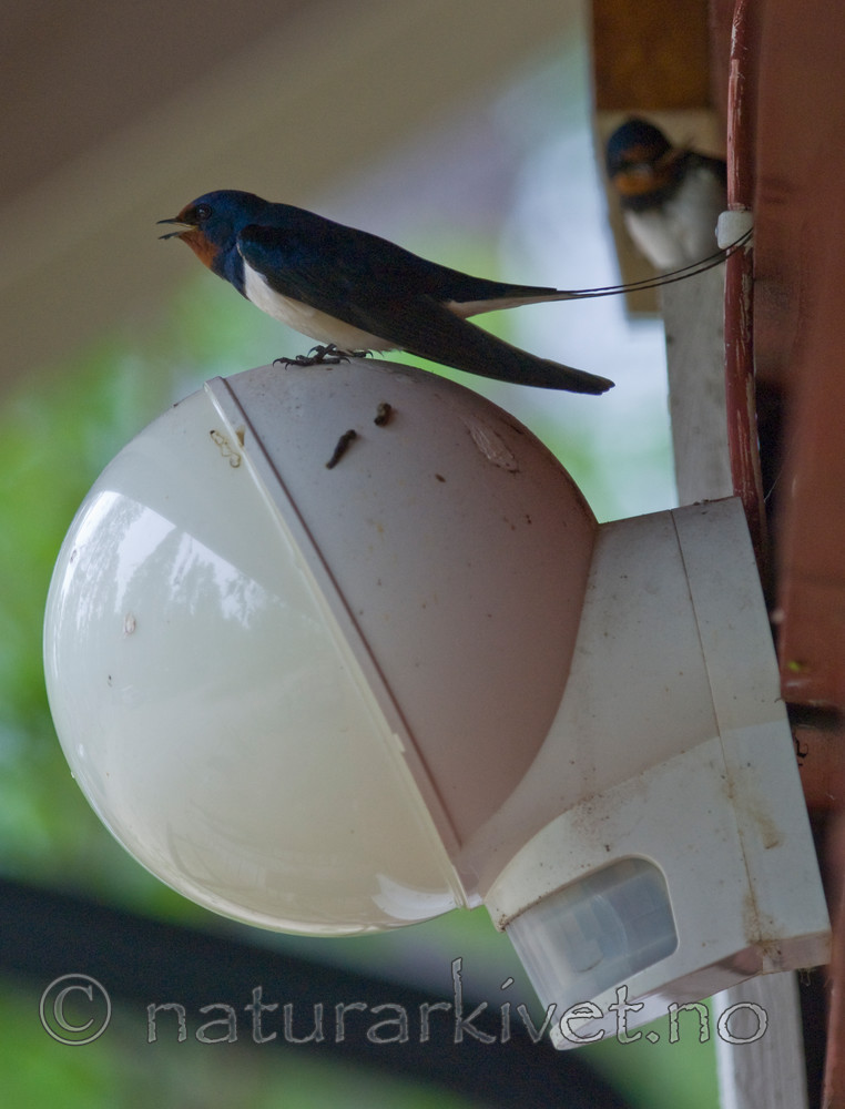 BB 09 0285 / Hirundo rustica / Låvesvale