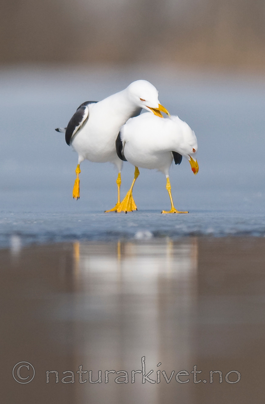 BB 09 0293 / Larus fuscus / Sildemåke
