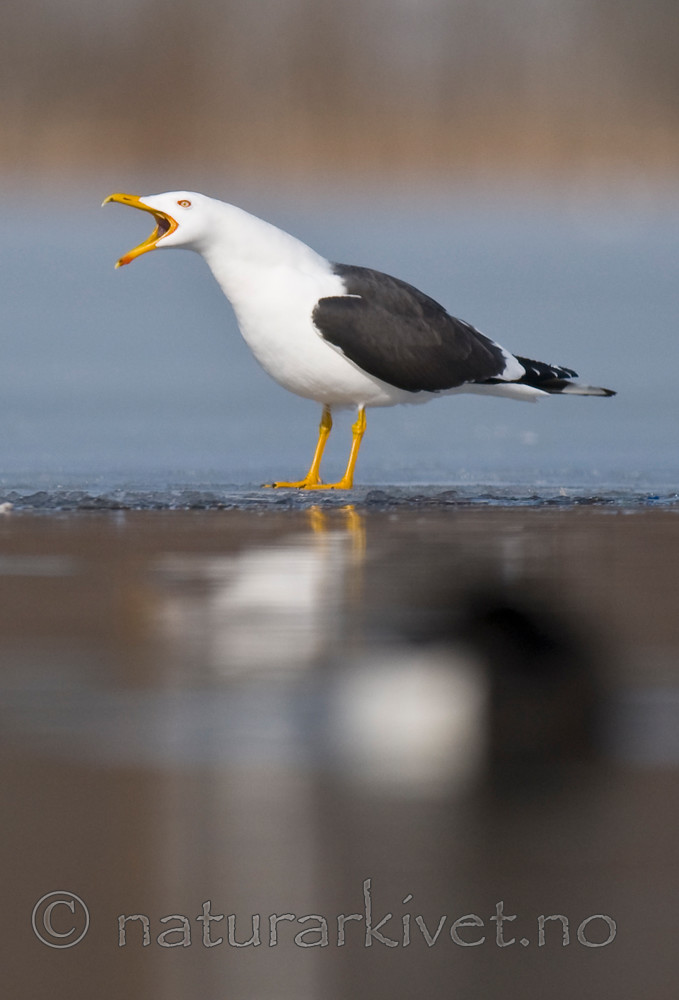 BB 09 0294 / Larus fuscus / Sildemåke
