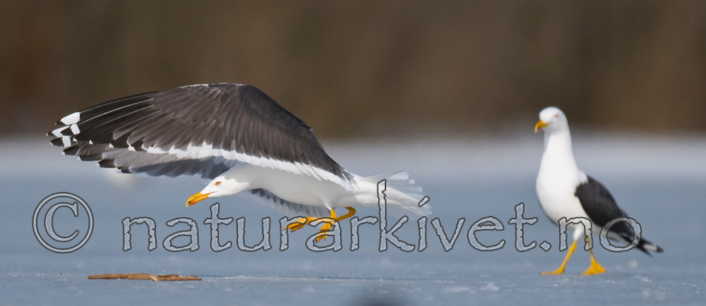 BB 09 0295 / Larus fuscus / Sildemåke