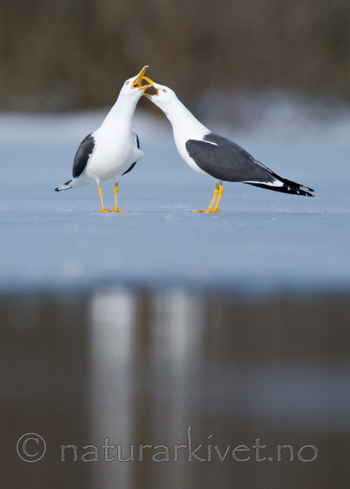 BB 09 0296 / Larus fuscus / Sildemåke