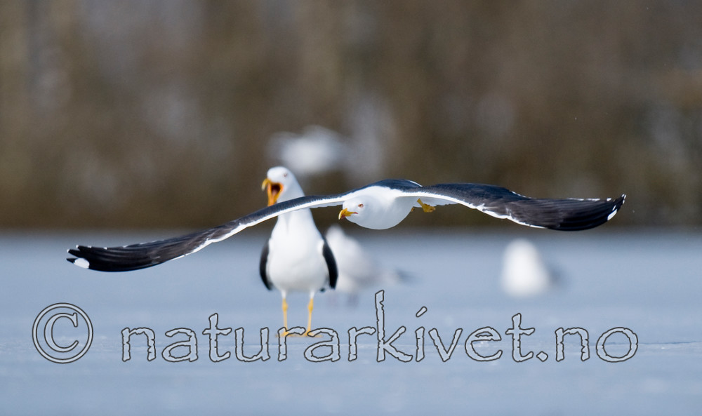 BB 09 0298 / Larus fuscus / Sildemåke