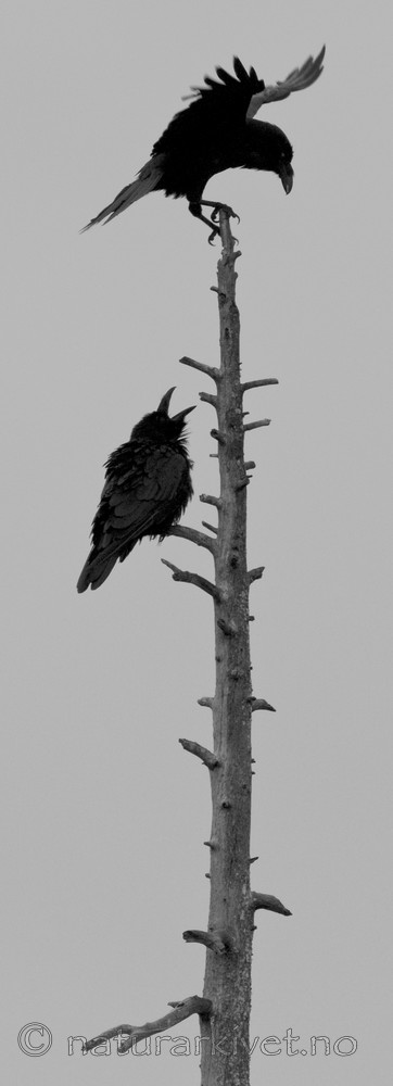 BB 09 0300 / Corvus corax / Ravn