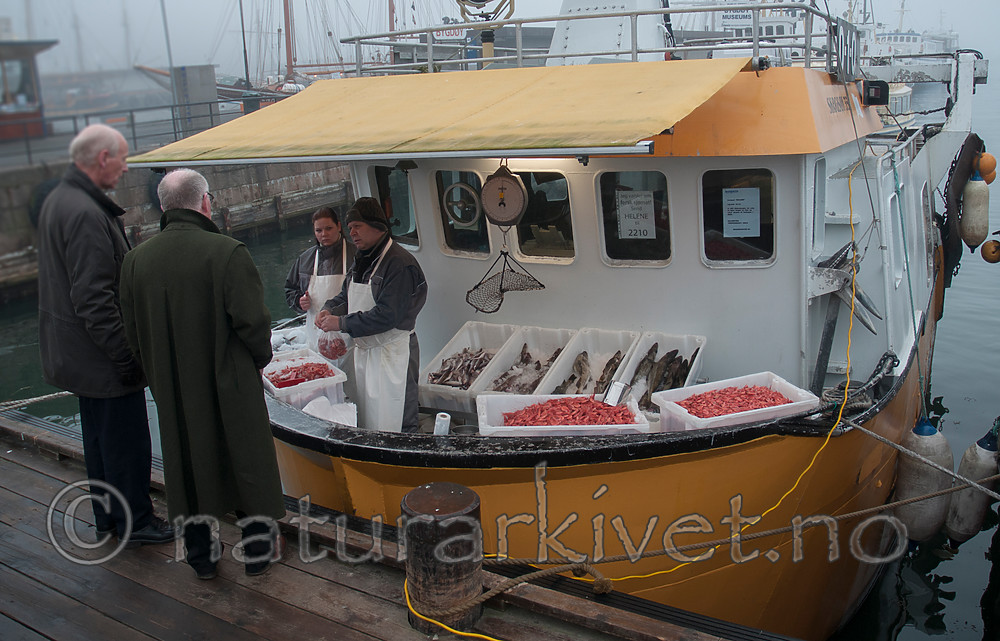 BB 09 0303 / Pandalus borealis / Dypvannsreke