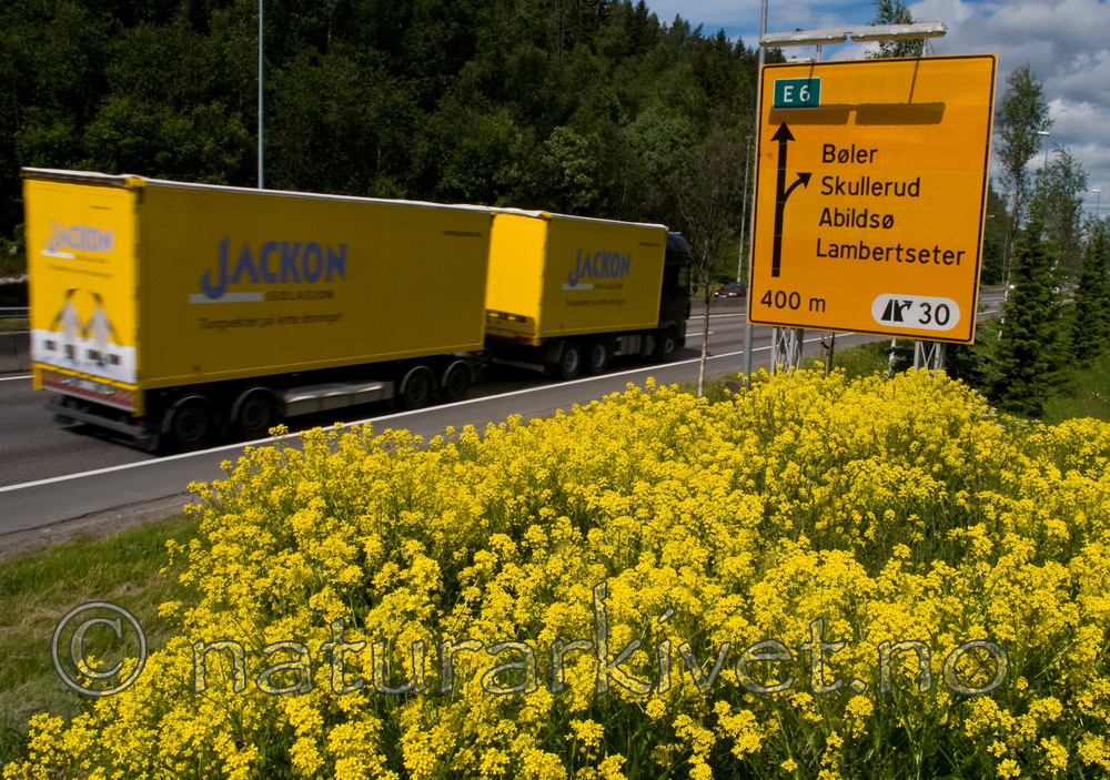 BB 09 0309 / Bunias orientalis / Russekål