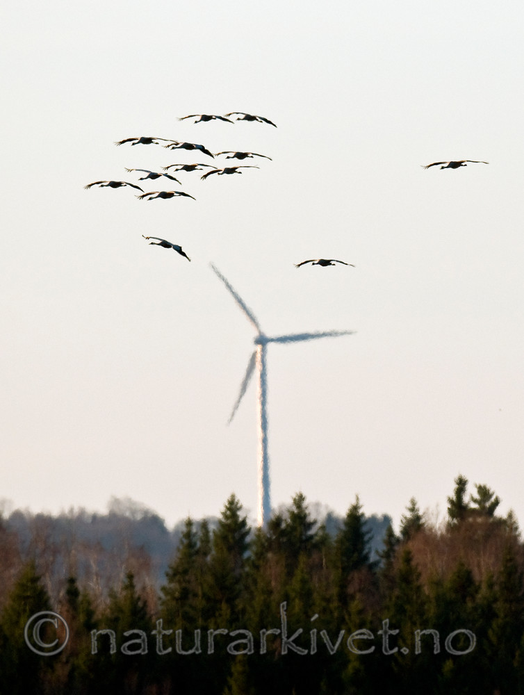 BB 09 0311 / Grus grus / Trane