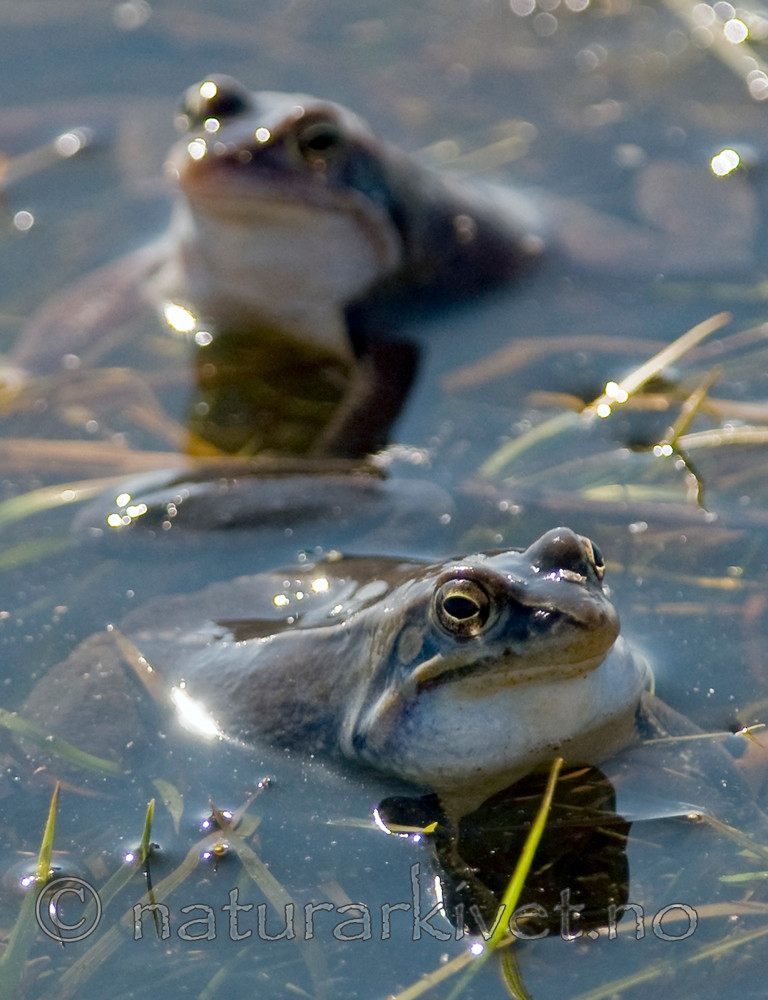 BB 09 0312 / Rana arvalis / Spissnutefrosk