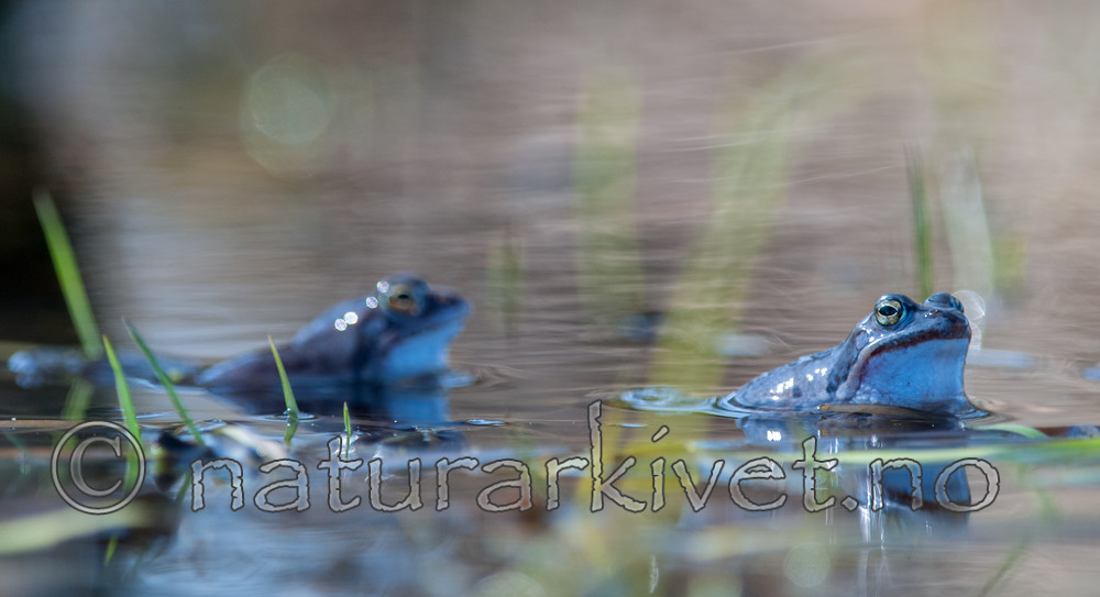 BB 09 0313 / Rana arvalis / Spissnutefrosk
