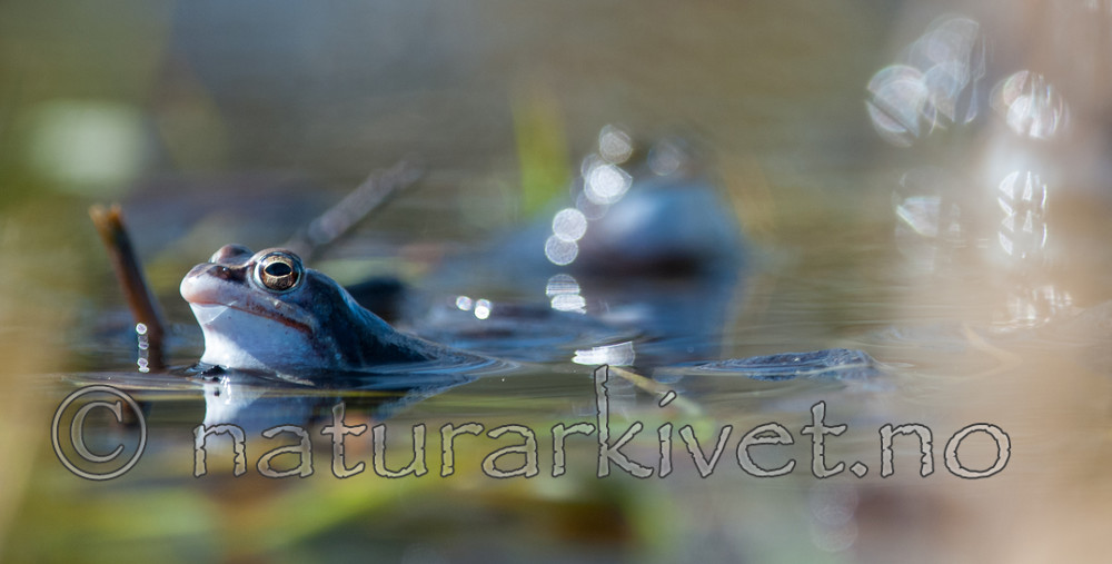 BB 09 0317 / Rana arvalis / Spissnutefrosk