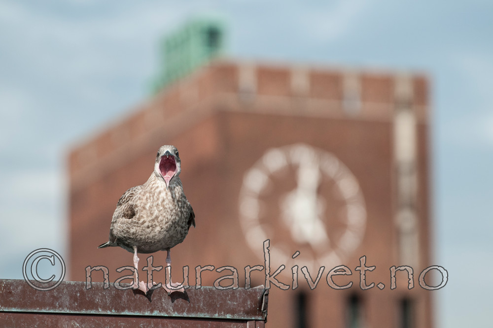 BB 09 0333 / Larus argentatus / Gråmåke