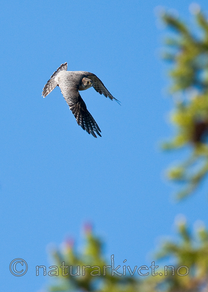 BB 09 0335 / Falco columbarius / Dvergfalk