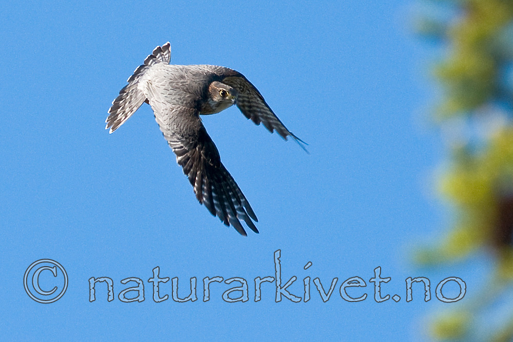 BB 09 0336 / Falco columbarius / Dvergfalk