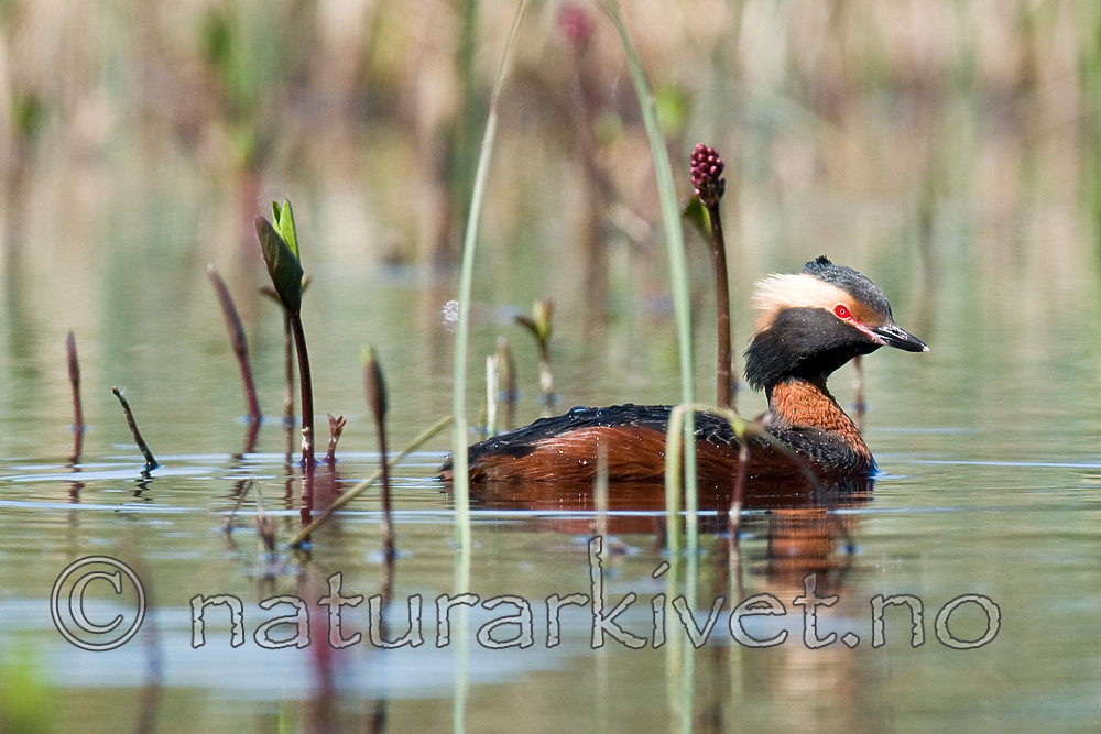 BB 09 0338 / Menyanthes trifoliata / Bukkeblad <br /> Podiceps auritus / Horndykker