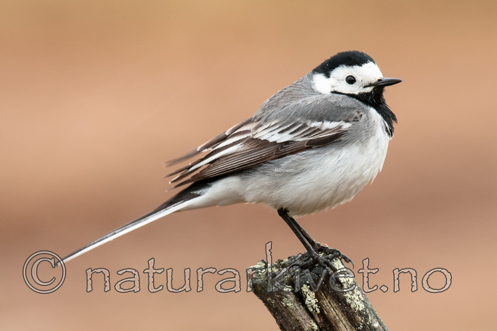 BB 09 0349 / Motacilla alba / Linerle