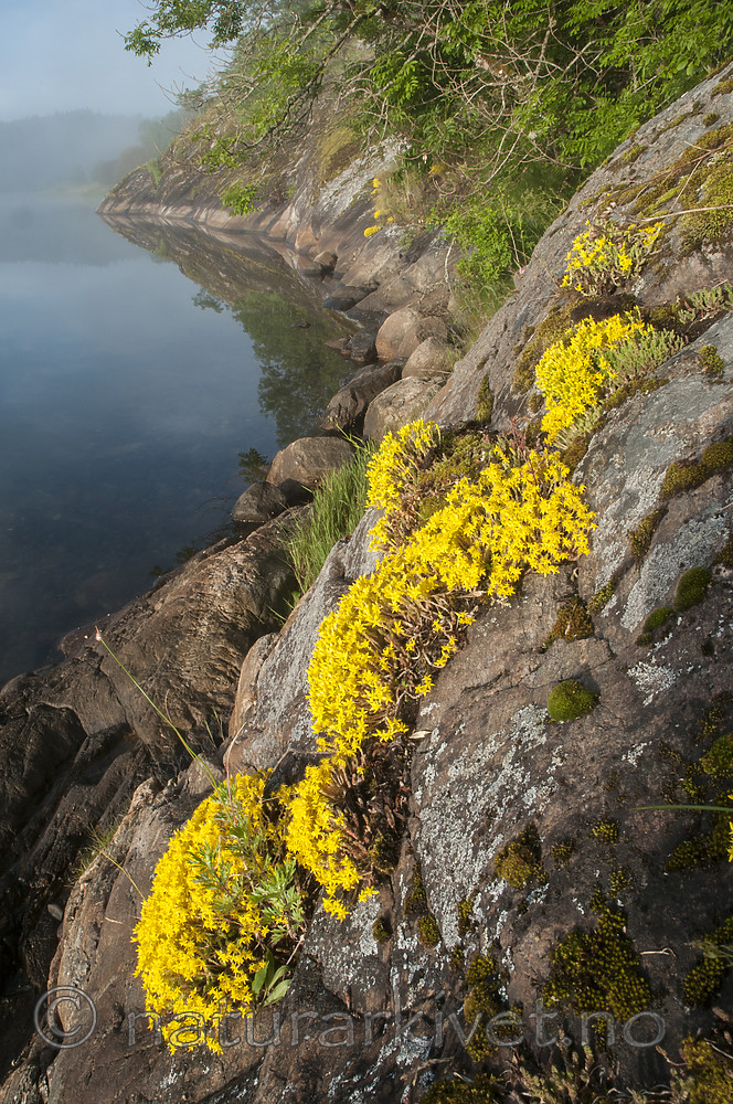 BB 09 0360 / Sedum acre / Bitterbergknapp