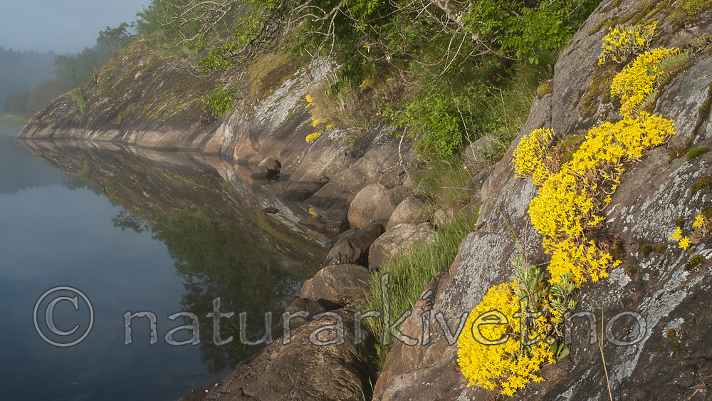 BB 09 0361 / Sedum acre / Bitterbergknapp