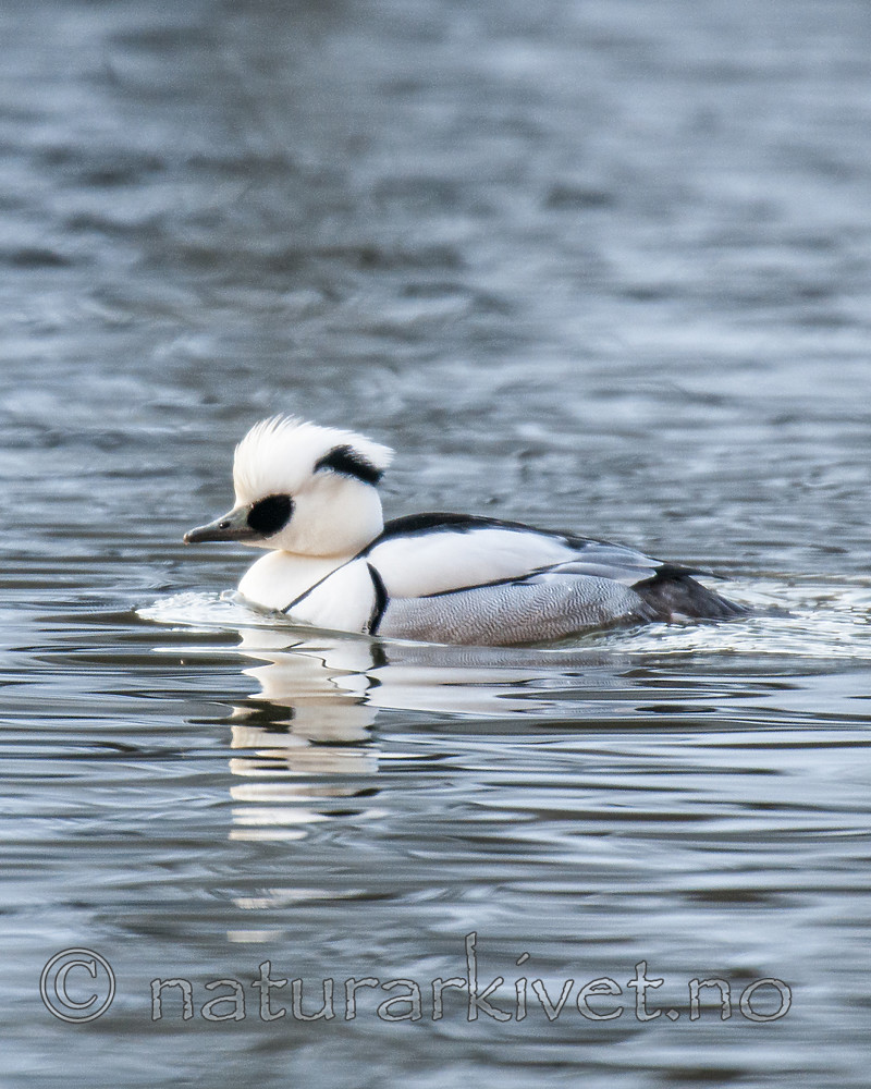 BB 09 0371 / Mergellus albellus / Lappfiskand