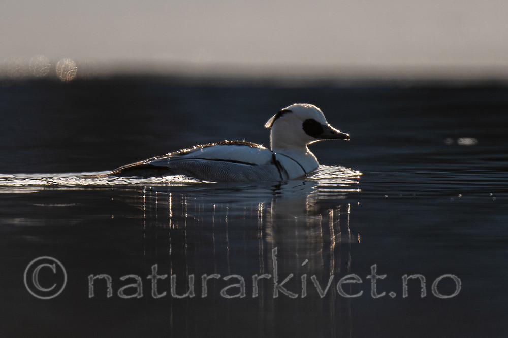 BB 09 0372 / Mergellus albellus / Lappfiskand