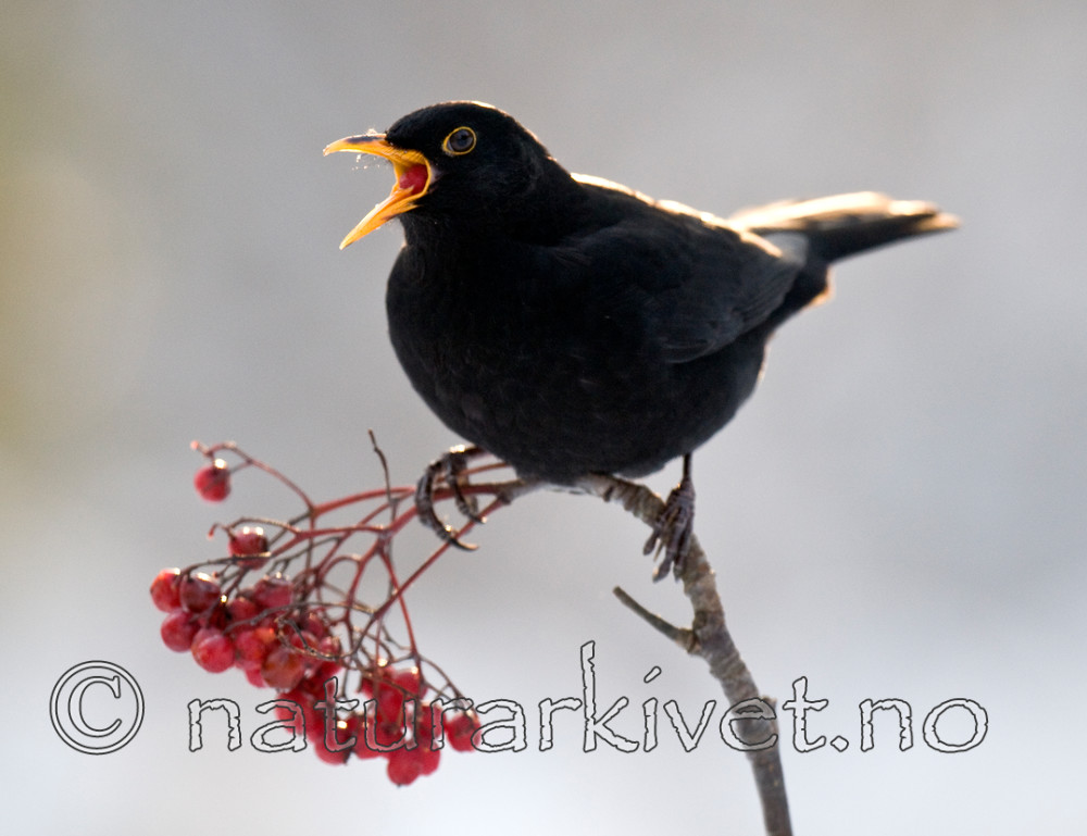 BB 10 0001 / Sorbus aucuparia / Rogn <br /> Turdus merula / Svarttrost