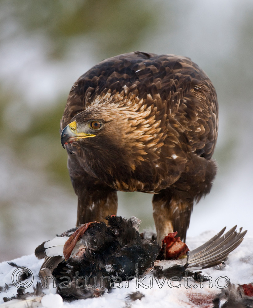 BB 10 0009 / Aquila chrysaetos / Kongeørn <br /> Tetrao tetrix / Orrfugl