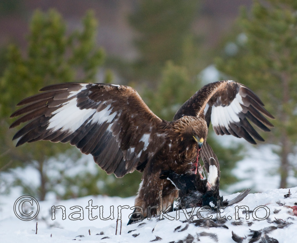 BB 10 0012 / Aquila chrysaetos / Kongeørn <br /> Tetrao tetrix / Orrfugl