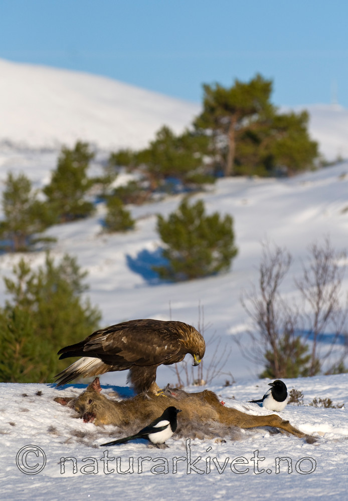 BB 10 0014 / Aquila chrysaetos / Kongeørn <br /> Capreolus capreolus / Rådyr <br /> Pica pica / Skjære