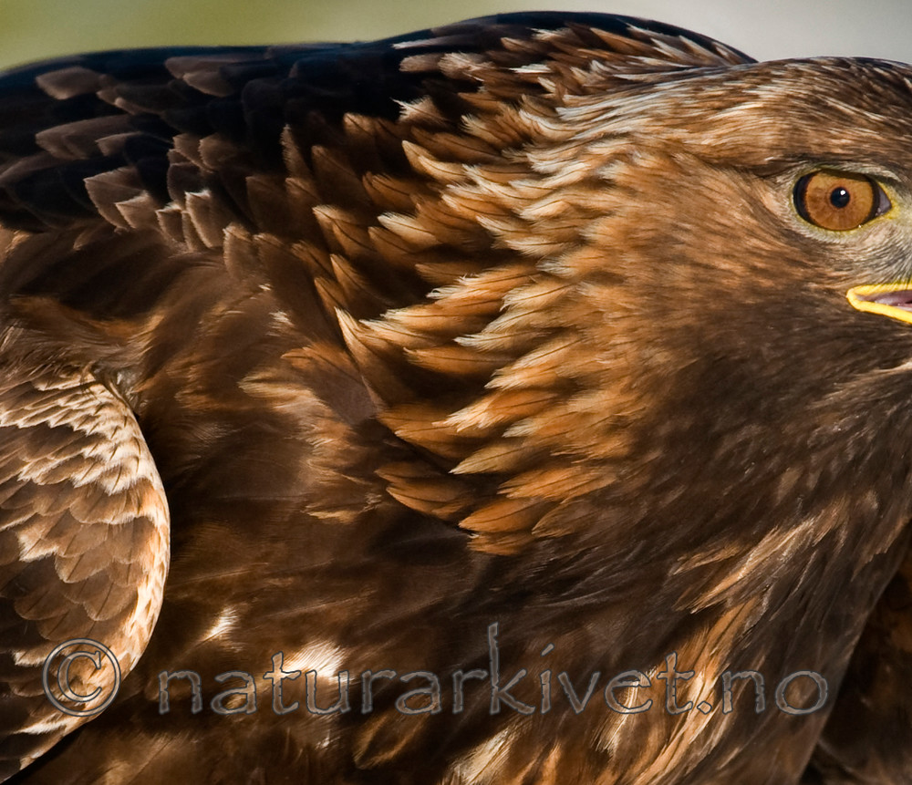 BB 10 0022 / Aquila chrysaetos / Kongeørn