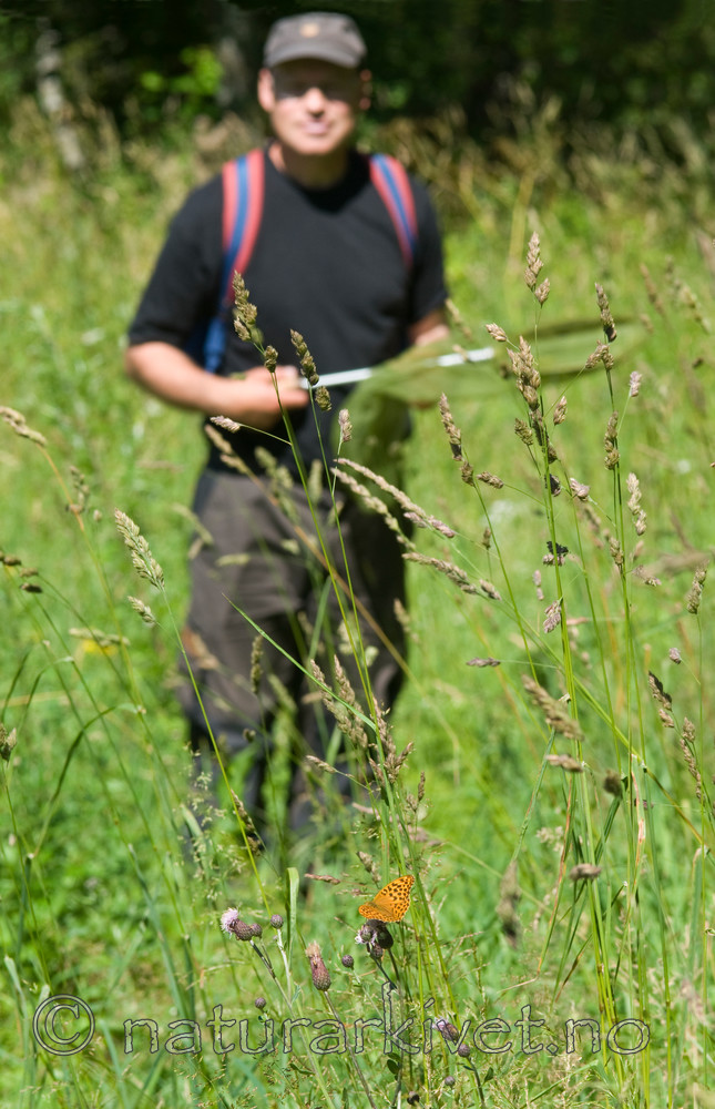BB 10 0042 / Argynnis paphia / Keiserkåpe