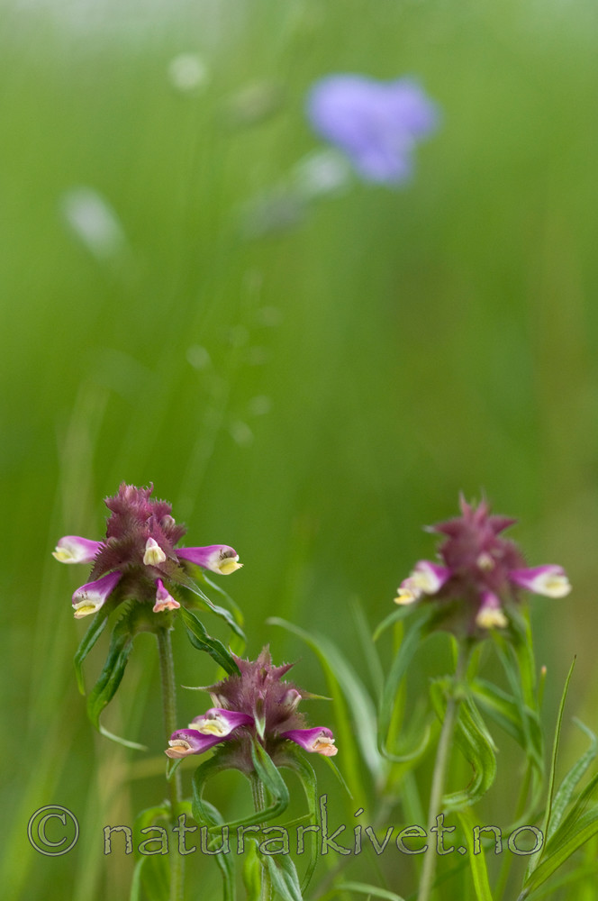 BB 10 0055 / Melampyrum cristatum / Kammarimjelle