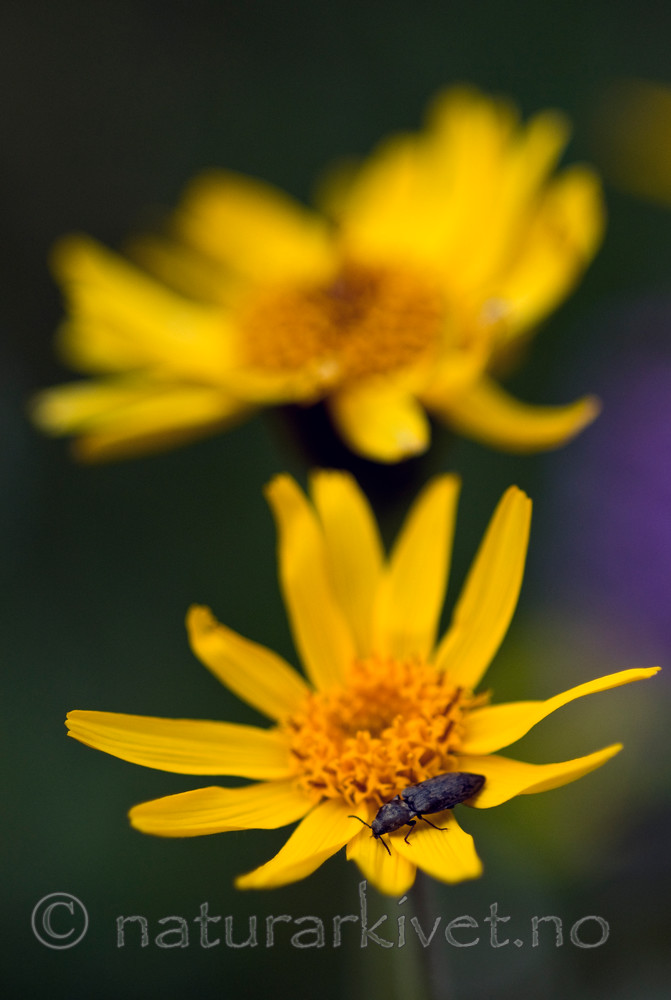 BB 10 0063 / Arnica montana / Solblom