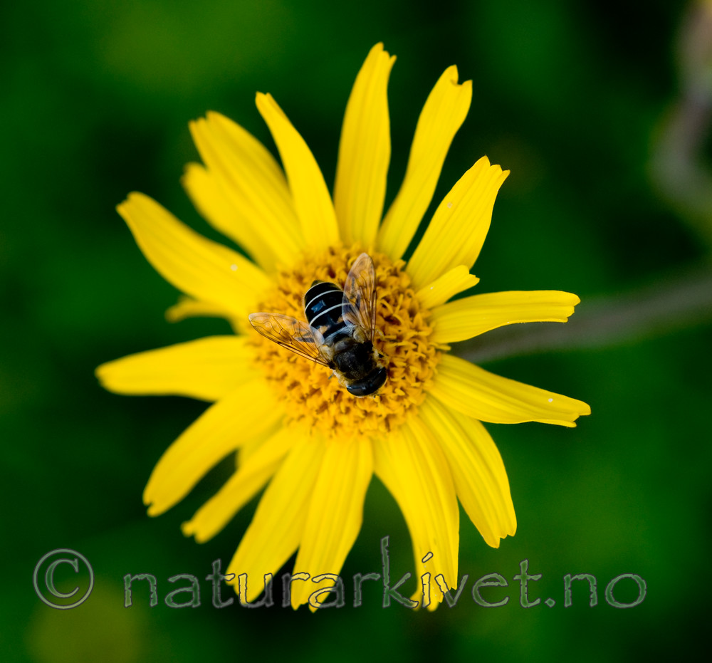 BB 10 0066 / Arnica montana / Solblom