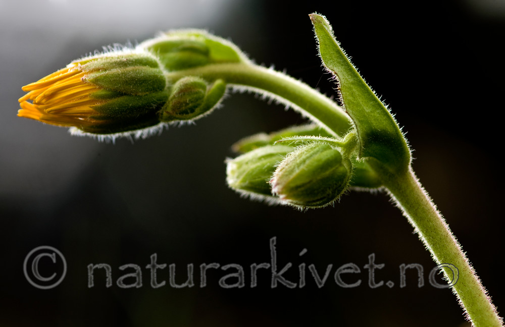 BB 10 0067 / Arnica montana / Solblom