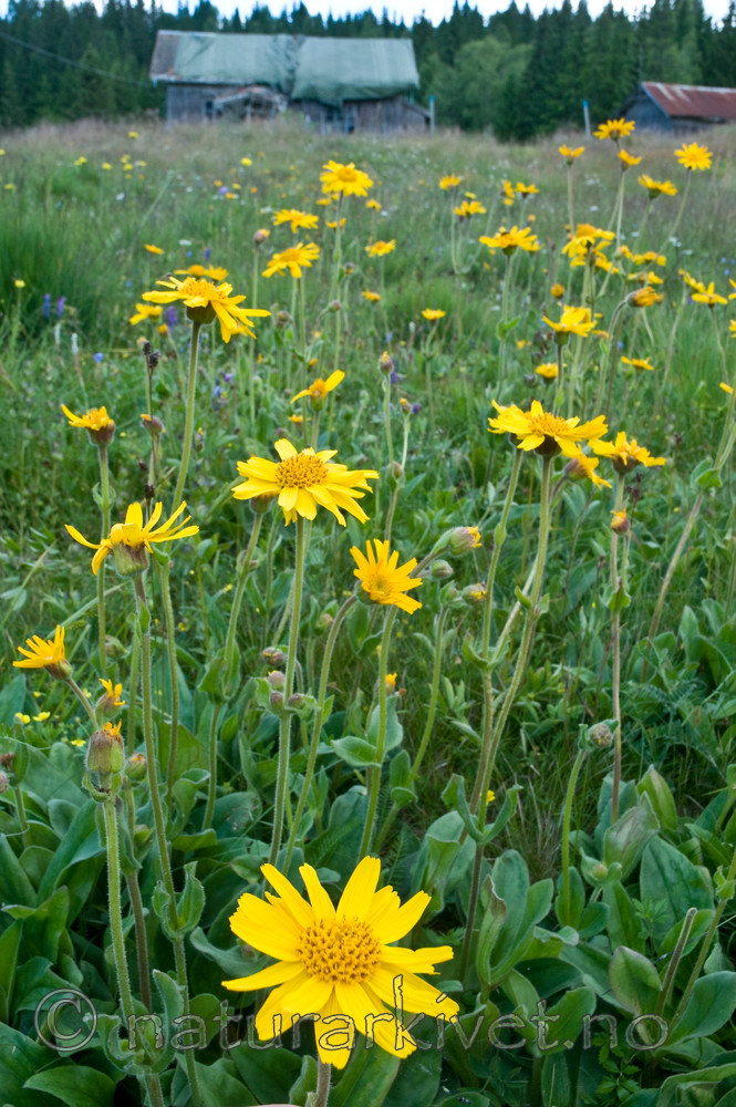 BB 10 0071 / Arnica montana / Solblom