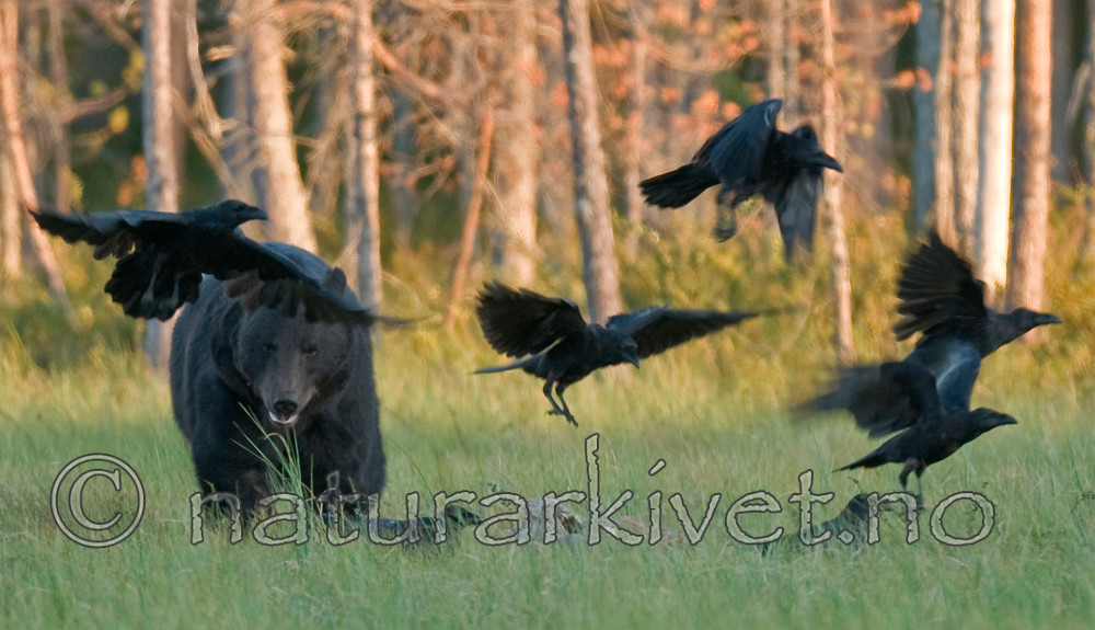 BB 10 0073 / Corvus corax / Ravn <br /> Ursus arctos / Brunbjørn