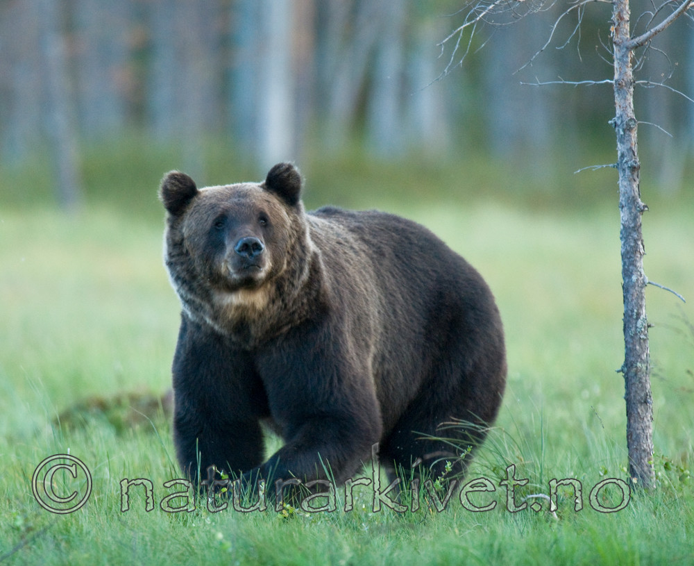 BB 10 0077 / Ursus arctos / Brunbjørn