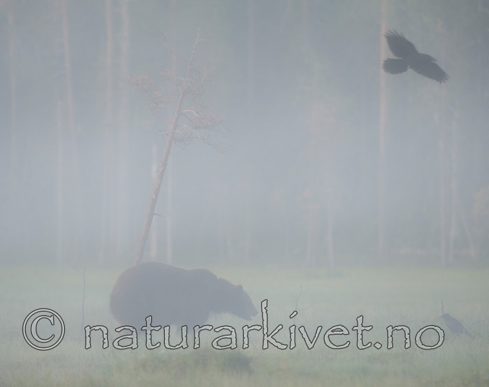 BB 10 0085 / Corvus corax / Ravn <br /> Ursus arctos / Brunbjørn
